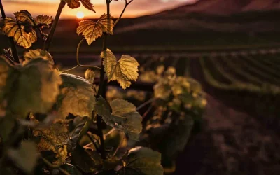 Los premios de enoturismo Best Of Wine Tourism 2025 se entregan el 3 de octubre en el Guggenheim Bilbao